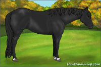 Horse Color:Gray Black 