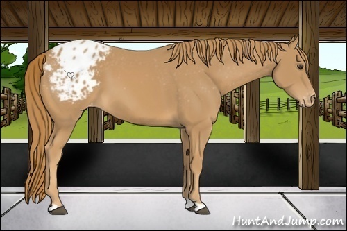 Horse Color:Chestnut Appaloosa 