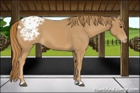 Horse Color:Chestnut Appaloosa 