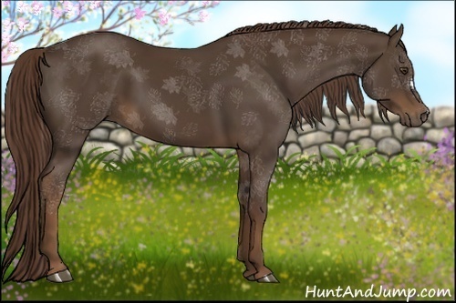 Horse Color:Liver Chestnut