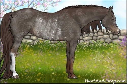 Horse Color:Liver Chestnut Rabicano 