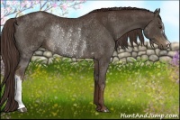 Horse Color:Liver Chestnut Rabicano 