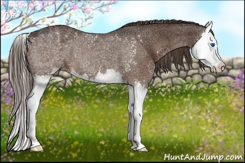 Horse Color:Liver Chestnut Splash 