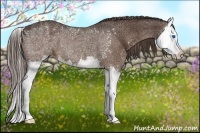 Horse Color:Liver Chestnut Splash 