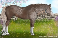 Horse Color:Liver Chestnut Sabino Splash 