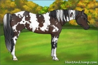 Horse Color:White Spotted Brown 