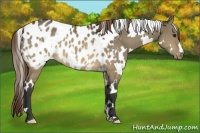 Horse Color:White Spotted Brown Dun Appaloosa 