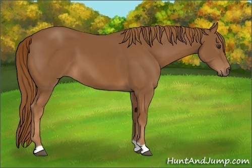 Horse Color:Chestnut 