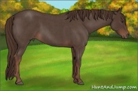 Horse Color:Liver Red Roan 