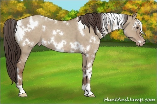 Horse Color:White Spotted Classic Champagne Dun 