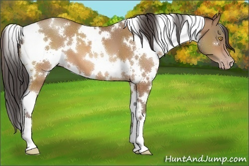 Horse Color:White Spotted Sable Champagne 