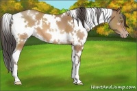 Horse Color:White Spotted Sable Champagne 