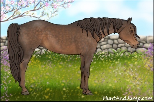 Horse Color:Liver Chestnut Sabino