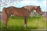 Horse Color:Liver Chestnut Sabino