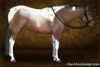 Horse Color:Brown Tobiano 