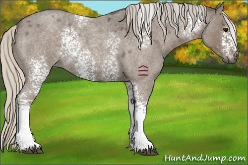 Horse Color:White Spotted Silver Blue Roan 