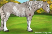Horse Color:White Spotted Silver Blue Roan 