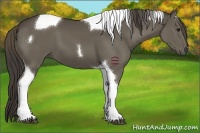 Horse Color:Smoky Black Tobiano 