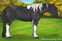 Horse Color:Black Tobiano 