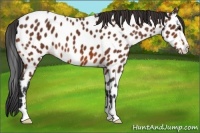 Horse Color:Brown Sabino Appaloosa 