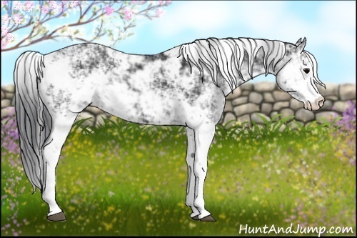 Horse Color:Black Sabino 