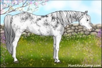 Horse Color:Black Sabino 