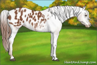 Horse Color:Chestnut Appaloosa 