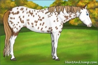 Horse Color:Chestnut Splash Appaloosa 