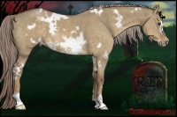 Horse Color:White Spotted Chocolate Palomino Dun Frame