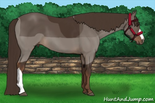 Horse Color:Liver Chestnut 