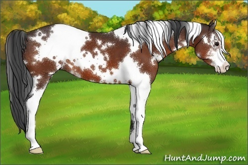 Horse Color:White Spotted Brown Sabino