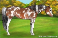 Horse Color:White Spotted Bay 