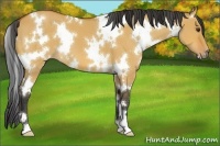Horse Color:White Spotted Bay Dun 