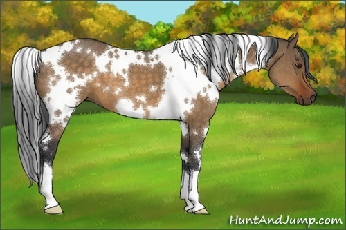 Horse Color:White Spotted Brown Dun 