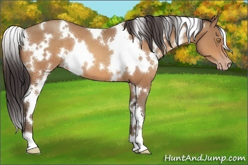 Horse Color:White Spotted Sable Champagne 