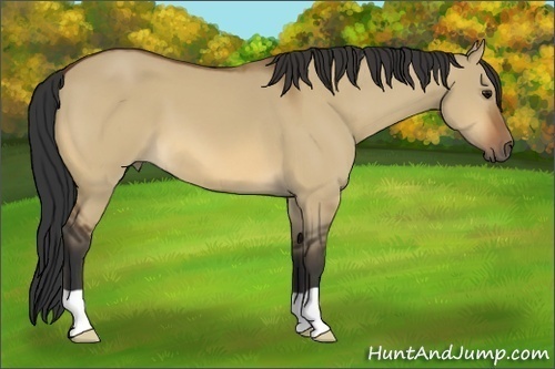 Horse Color:Bay Dun 