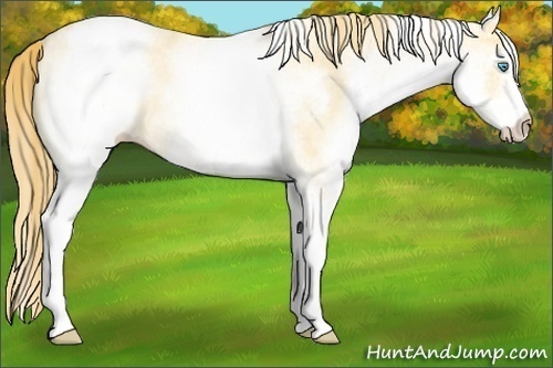 Horse Color:White Spotted Buckskin Pearl Appaloosa 