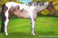 Horse Color:Bay Tobiano 