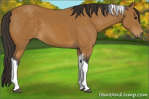 Horse Color:Buckskin Tobiano