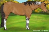 Horse Color:Buckskin Tobiano