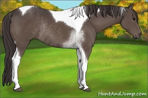 Horse Color:Smoky Black Tobiano Rabicano 