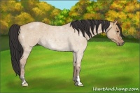 Horse Color:Bay Roan Dun