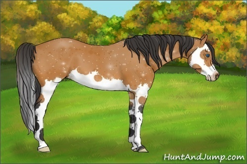 Horse Color:Bay Splash