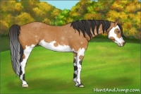 Horse Color:Bay Splash 