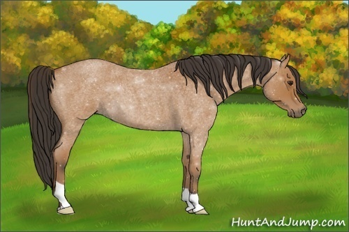 Horse Color:Bay Roan 