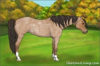 Horse Color:Bay Roan 