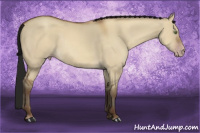 Horse Color:Gray Amber Champagne Dun 