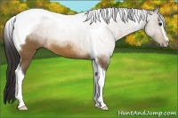 Horse Color:Buckskin Sabino Tobiano