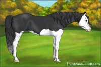 Horse Color:Black Splash