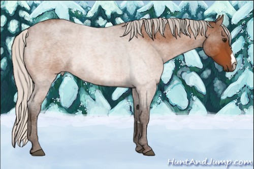 Horse Color:Silver Bay Roan 